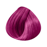 500 rose